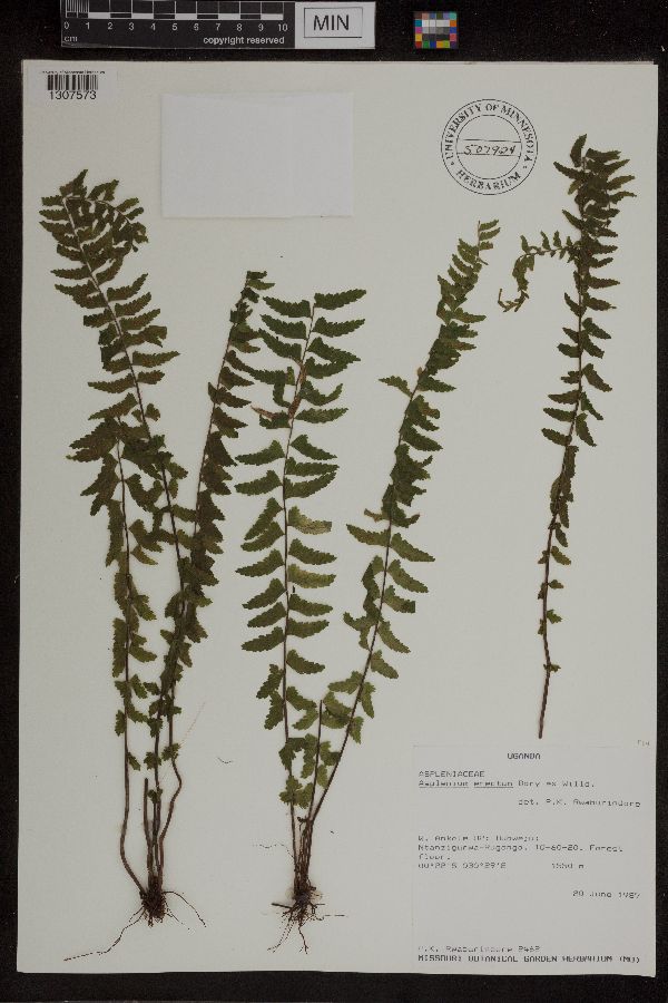 Asplenium erectum image