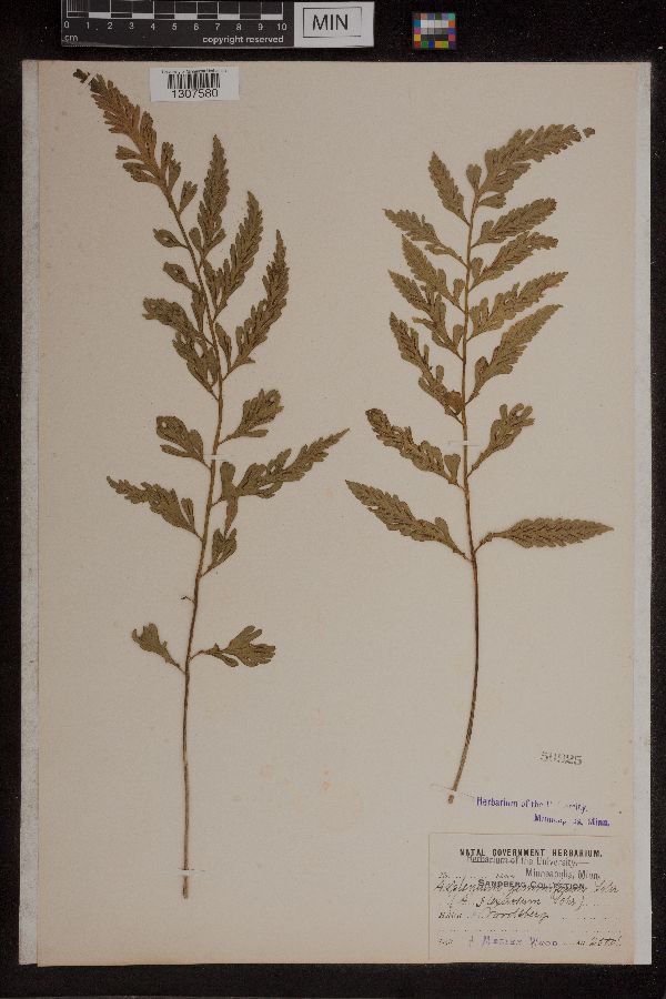 Asplenium flexuosum image