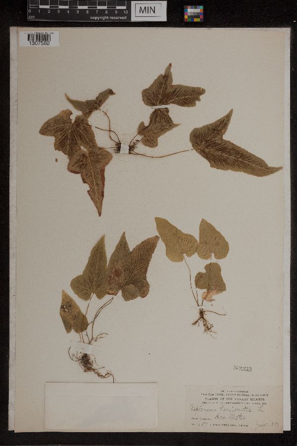 Asplenium hemionitis image