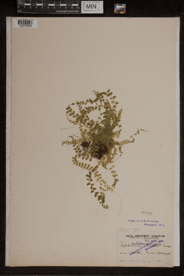 Asplenium kraussii image