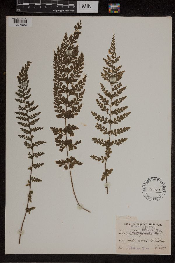 Asplenium gracile image