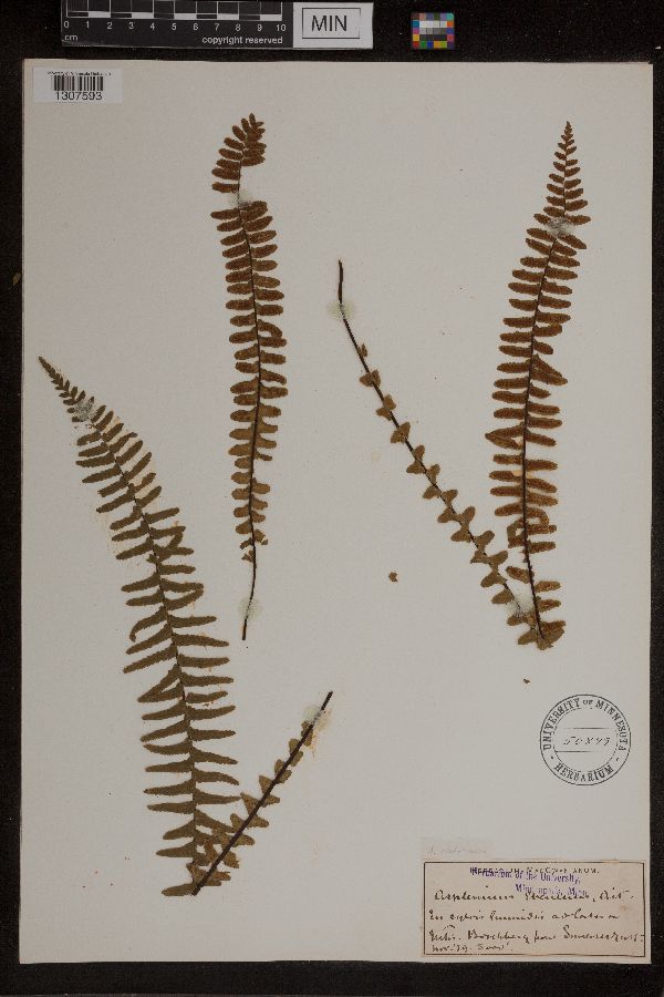 Asplenium ebeneum image