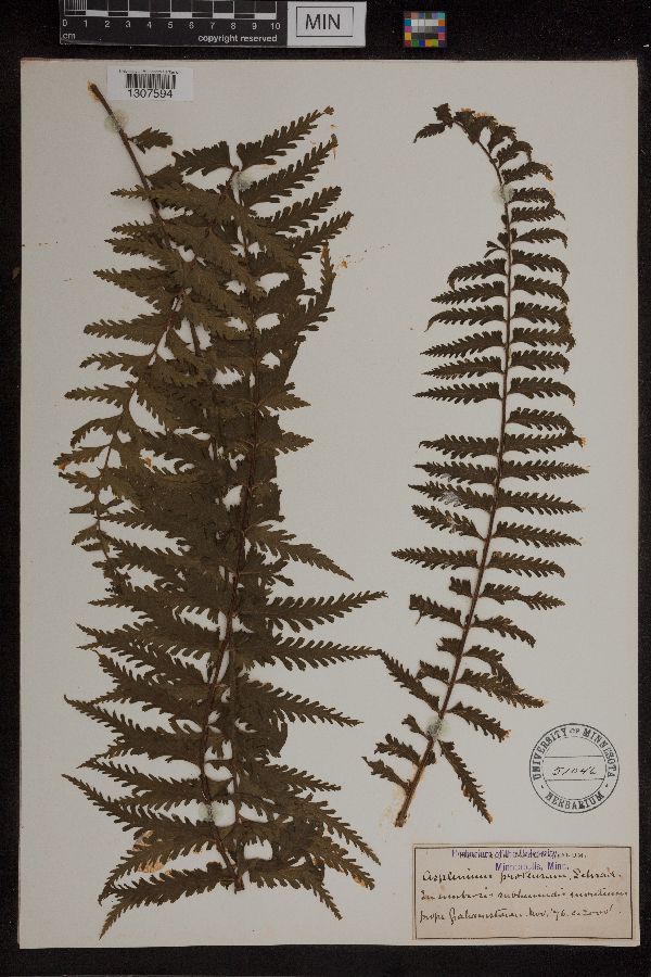 Asplenium protensum image