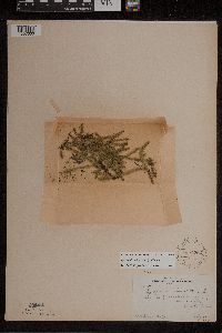 Lycopodiella inundata image