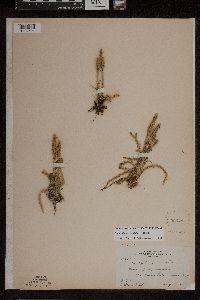 Lycopodiella inundata image