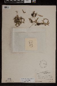 Lycopodiella inundata image