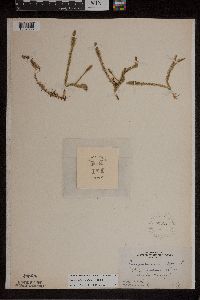 Lycopodiella inundata image