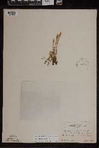 Lycopodiella inundata image
