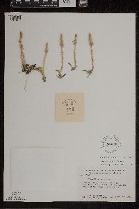 Lycopodiella inundata image