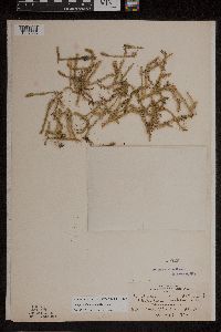 Lycopodiella inundata image