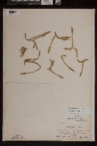 Lycopodiella inundata image