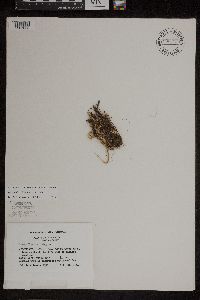 Lycopodiella inundata image