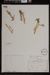 Lycopodiella inundata image