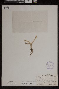 Lycopodiella inundata image