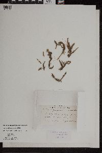 Lycopodiella inundata image