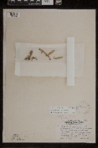 Lycopodiella inundata image