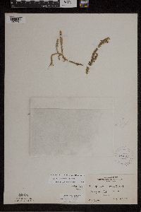 Lycopodiella inundata image