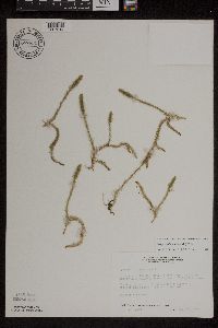 Lycopodiella inundata image