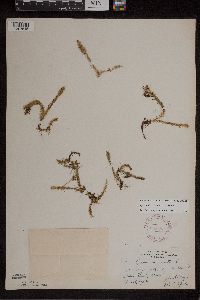 Lycopodiella inundata image