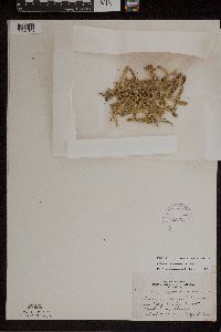 Lycopodiella inundata image