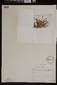 Lycopodiella inundata image