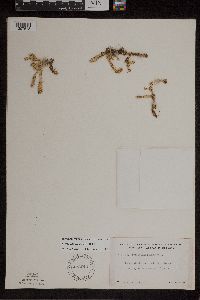 Lycopodiella inundata image