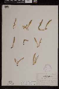 Lycopodiella inundata image