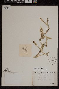 Lycopodiella inundata image