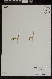 Lycopodiella inundata image