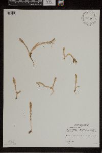 Lycopodiella inundata image