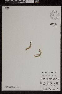 Lycopodiella inundata image