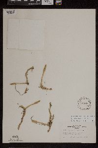 Lycopodiella inundata image