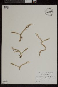 Lycopodiella inundata image