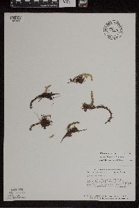 Lycopodiella inundata image