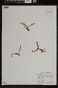 Lycopodiella inundata image