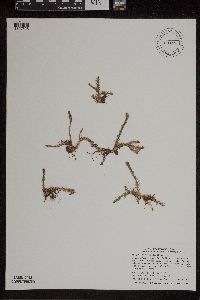 Lycopodiella inundata image