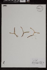 Lycopodiella inundata image