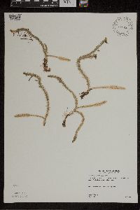 Lycopodiella inundata image