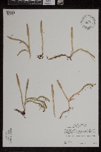 Lycopodiella inundata image