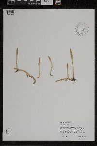 Lycopodiella inundata image