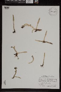 Lycopodiella inundata image