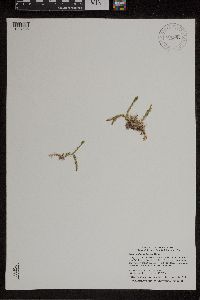 Lycopodiella inundata image