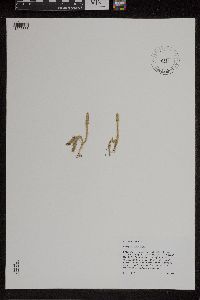 Lycopodiella inundata image