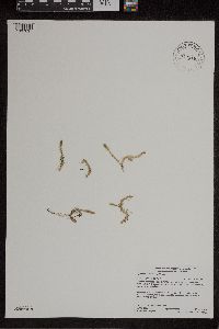 Lycopodiella inundata image