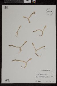 Lycopodiella inundata image