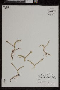 Lycopodiella inundata image