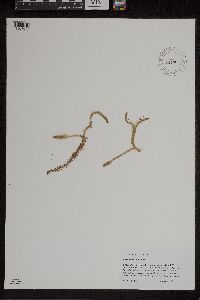Lycopodiella inundata image
