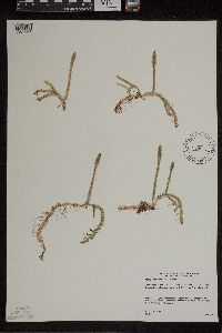 Lycopodiella inundata image