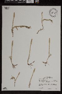 Lycopodiella inundata image