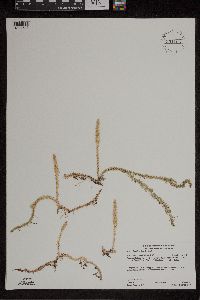 Lycopodiella inundata image